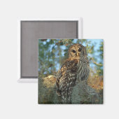 Barred Owl in einem spanischen Moos Magnet (Vorderseite/Rückseite)