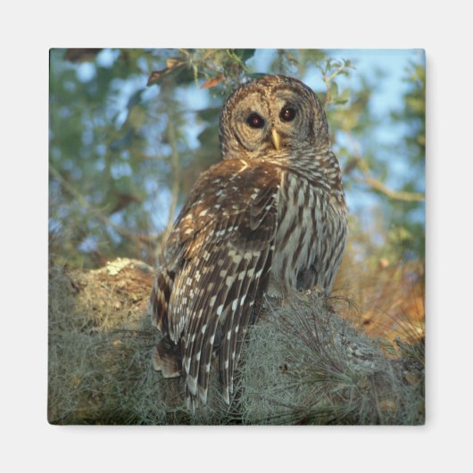 Barred Owl in einem spanischen Moos Magnet (Vorne)