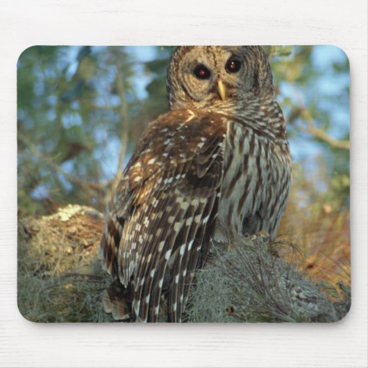 Barred Owl in einem spanischen Moos Mousepad (Vorne)
