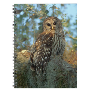 Barred Owl in einem spanischen Moos Notizblock