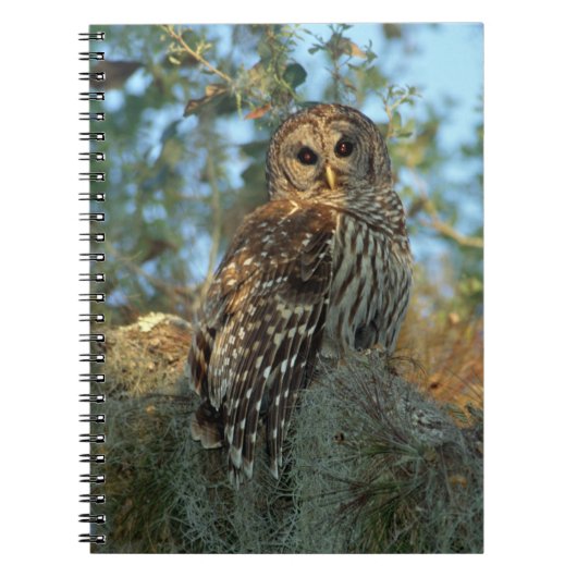 Barred Owl in einem spanischen Moos Notizblock (Vorderseite)