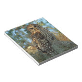 Barred Owl in einem spanischen Moos Notizblock (angewinkelt)