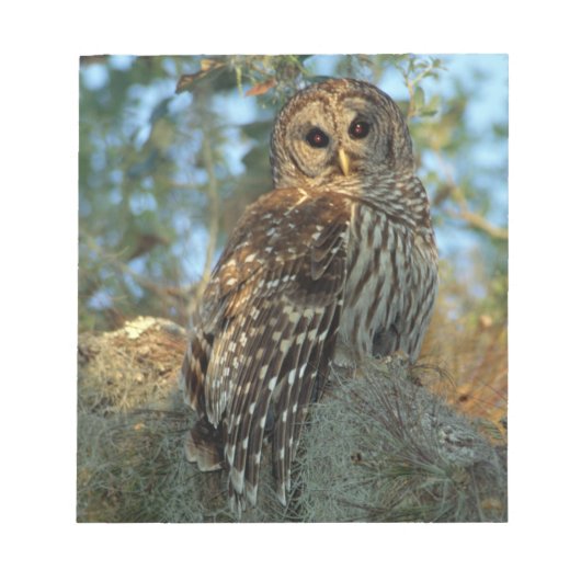 Barred Owl in einem spanischen Moos Notizblock (Vorderseite)