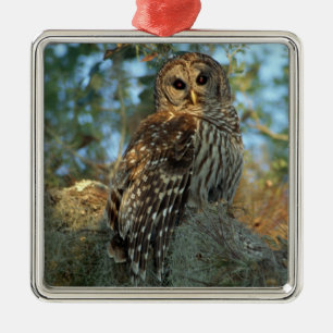 Barred Owl in einem spanischen Moos Ornament Aus Metall