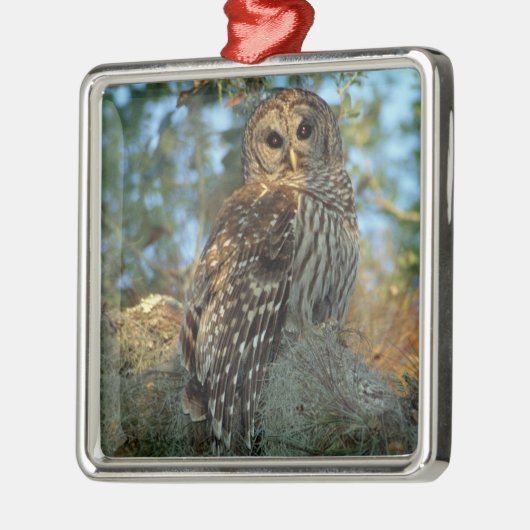 Barred Owl in einem spanischen Moos Ornament Aus Metall (Links)