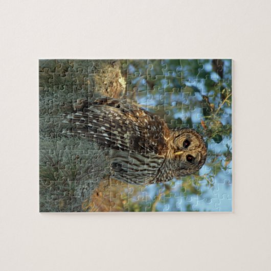 Barred Owl in einem spanischen Moos Puzzle (Horizontal)