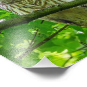 Barred Owl in Leafy Canopy Fotodruck (Ecke)