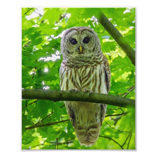 Barred Owl in Leafy Canopy Fotodruck (Vorne)