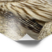 Barred Owl in Tree Fotodruck (Ecke)