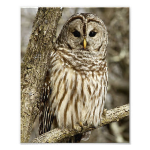 Barred Owl in Tree Fotodruck
