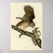 Barred Owl, John James Audubons Vögel von Amerika Poster (Vorne)