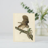 Barred Owl, John James Audubons Vögel von Amerika Postkarte (Stehend Vorderseite)