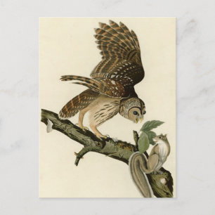 Barred Owl, John James Audubons Vögel von Amerika Postkarte