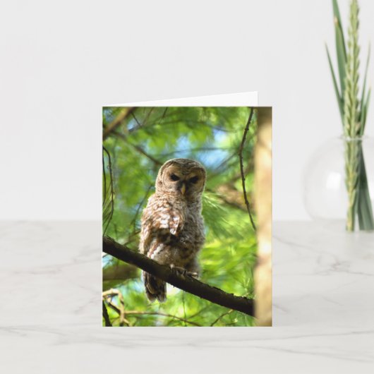 Barred Owl (juvenil) #3 - Blank Note Card Karte (Vorderseite)