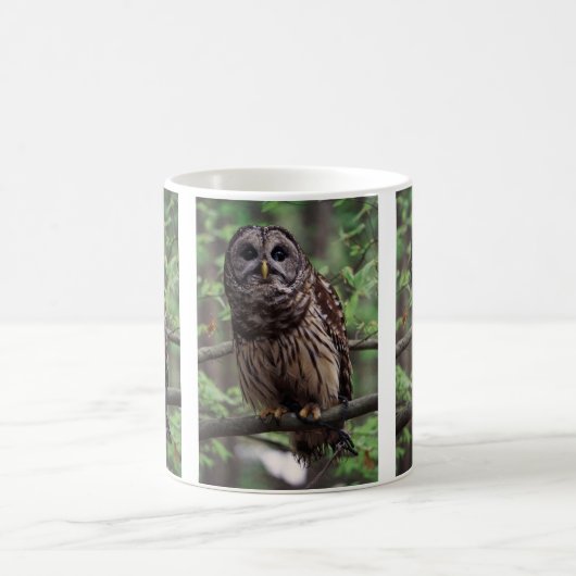 Barred Owl Kaffeetasse (Mittel)