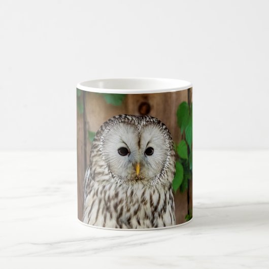 Barred Owl Kaffeetasse (Mittel)