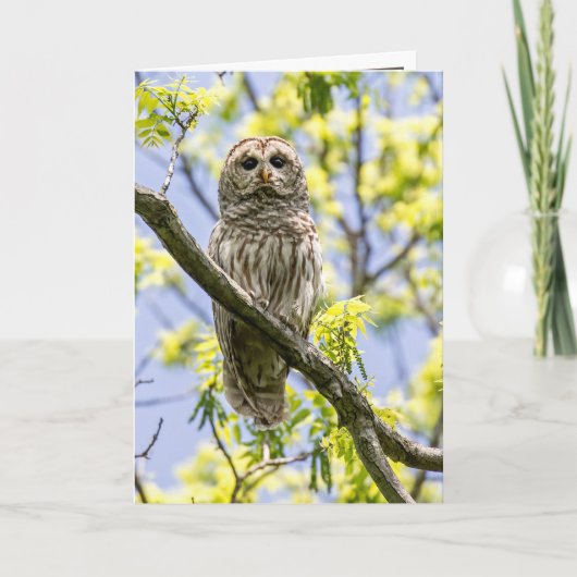 Barred Owl Karte (Vorderseite)