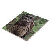 Barred Owl Keramik Tile Fliese (Seite)