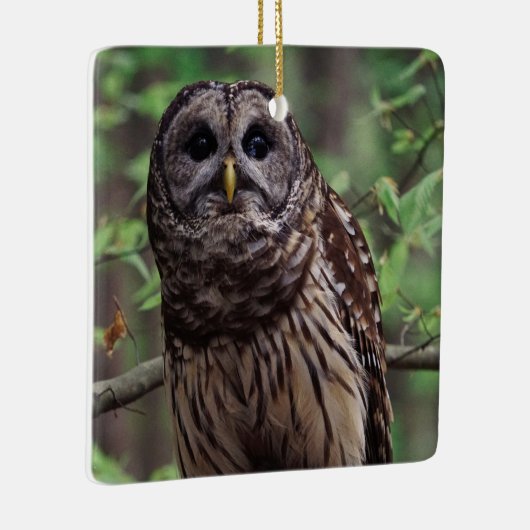 Barred Owl Keramikornament (Rechts)