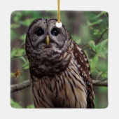 Barred Owl Keramikornament (Rückseite)