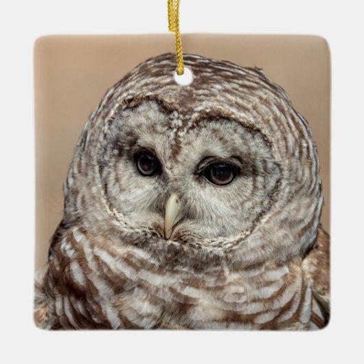 Barred Owl Keramikornament (Vorderseite)