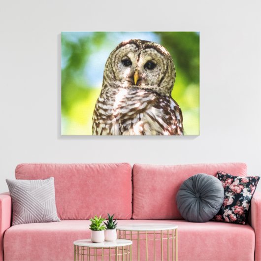 Barred Owl Leinwanddruck (Insitu (Wohnzimmer))