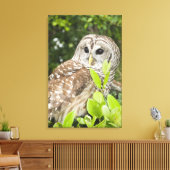 Barred Owl Leinwanddruck (Insitu (Wohnzimmer))