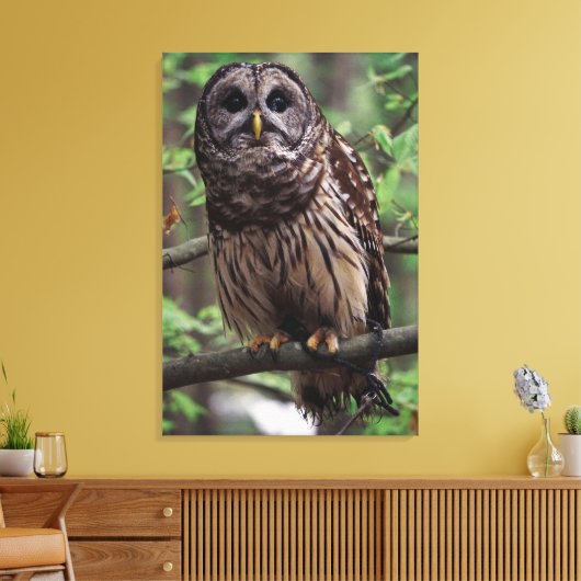Barred Owl Leinwanddruck (Insitu (Wohnzimmer))