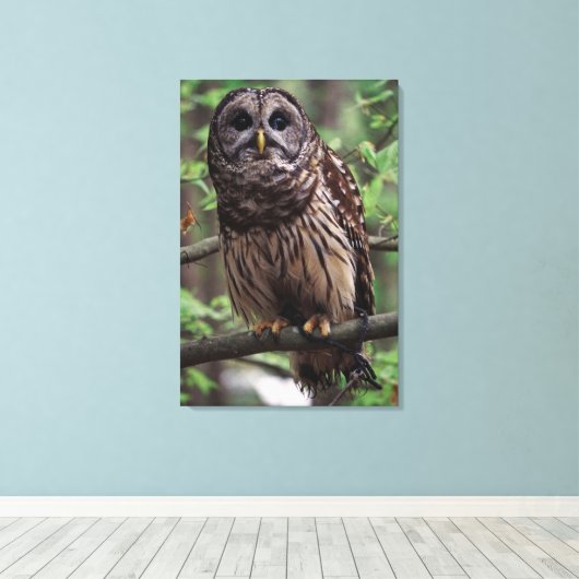 Barred Owl Leinwanddruck (Insitu (Holzboden))