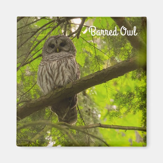 Barred Owl Magnet (Vorne)