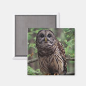 Barred Owl Magnet (Vorderseite/Rückseite)