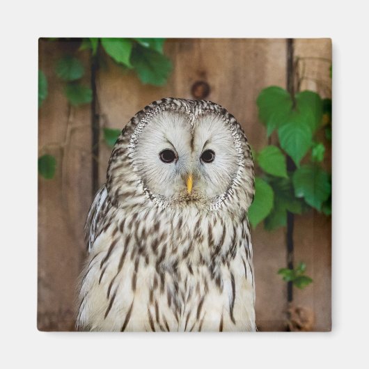 Barred Owl Magnet (Vorne)