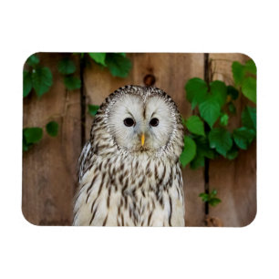 Barred Owl Magnet