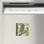 Barred Owl Magnet (In Situ (Geschirrspüler))