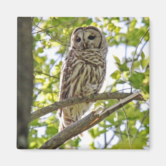Barred Owl Magnet (Vorne)