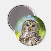 Barred Owl Magnet (Vorderseite/Rückseite)