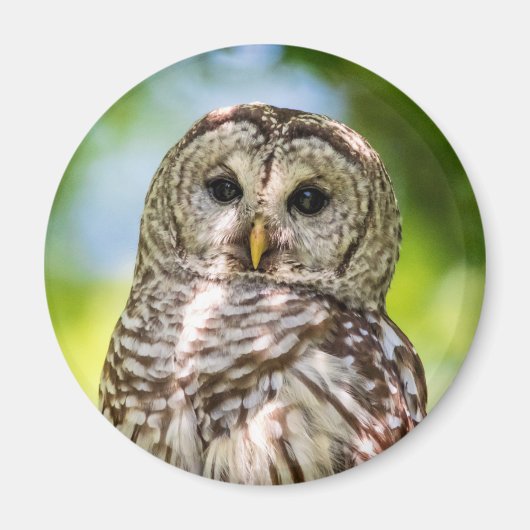 Barred Owl Magnet (Vorne)