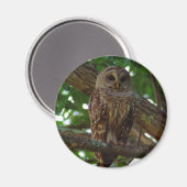 Barred Owl Magnet (Vorderseite/Rückseite)