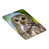 Barred Owl Magnet (Rechte Seite)