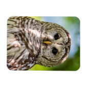 Barred Owl Magnet (Horizontal)