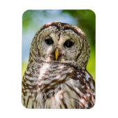 Barred Owl Magnet (Vertikal)