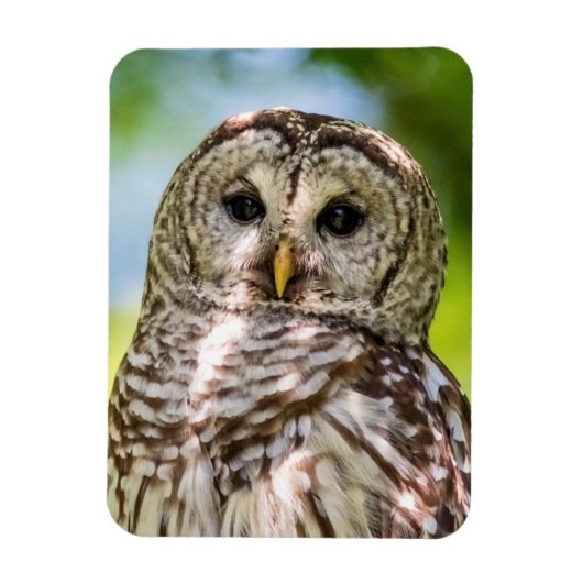 Barred Owl Magnet (Vertikal)