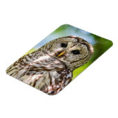 Barred Owl Magnet (Linke Seite)