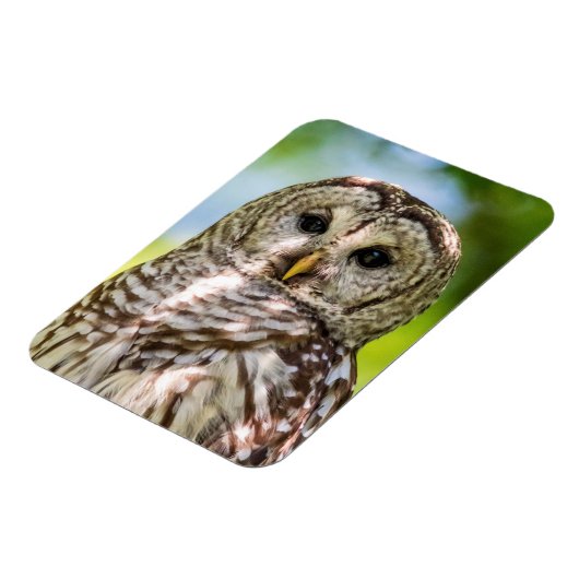 Barred Owl Magnet (Linke Seite)
