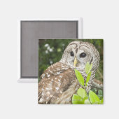 Barred Owl Magnet (Vorderseite/Rückseite)