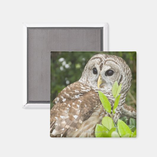 Barred Owl Magnet (Vorderseite/Rückseite)