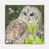 Barred Owl Magnet (Vorne)