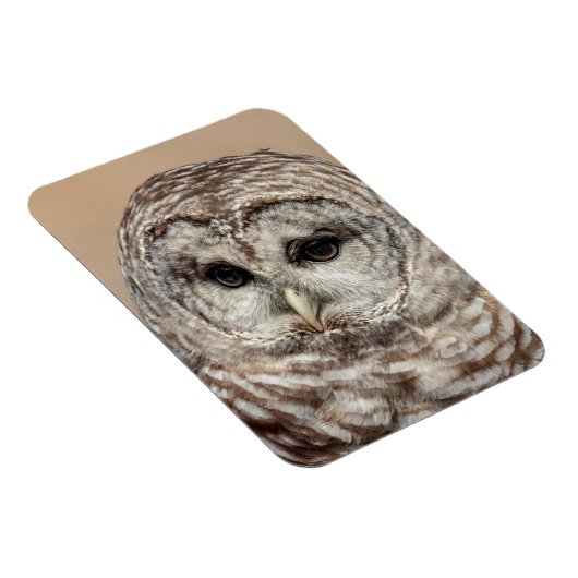 Barred Owl Magnet (Rechte Seite)