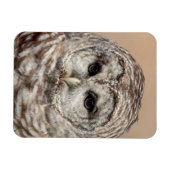 Barred Owl Magnet (Horizontal)