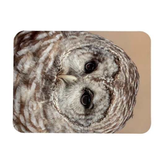 Barred Owl Magnet (Horizontal)